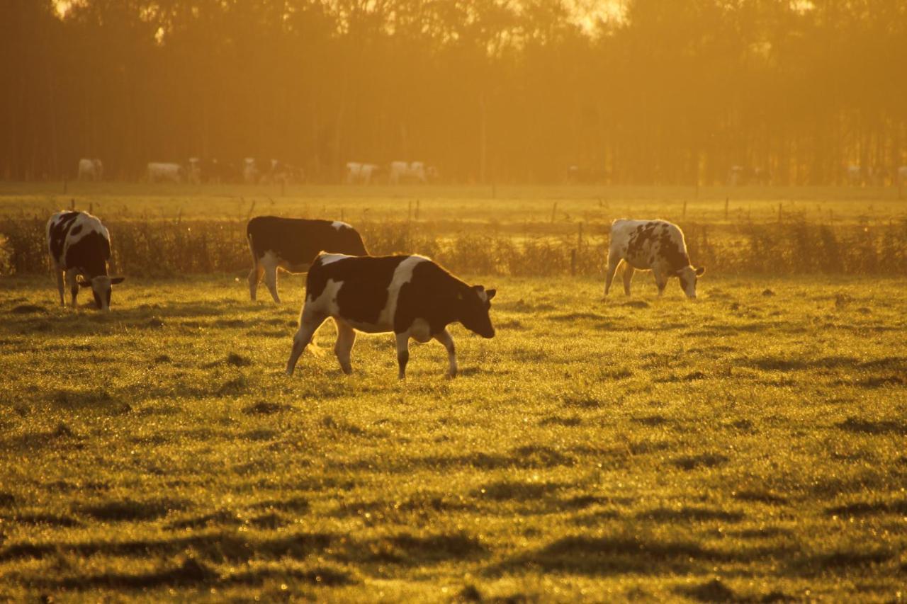 Boerderij Chalet Drijber Kültér fotó